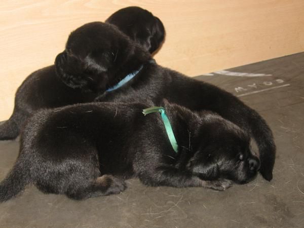 Camada de Labrador Retriever