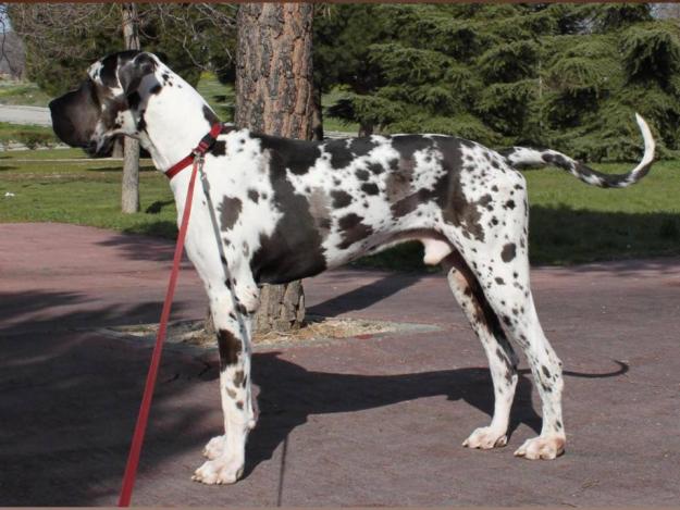 Dogo Aleman macho arlequin de 9 meses