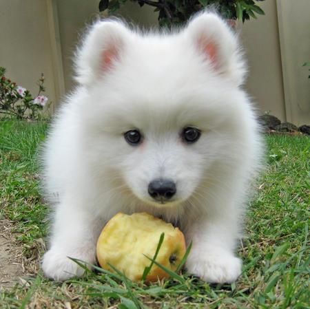 Excelente cachorros de Spitz Japonés