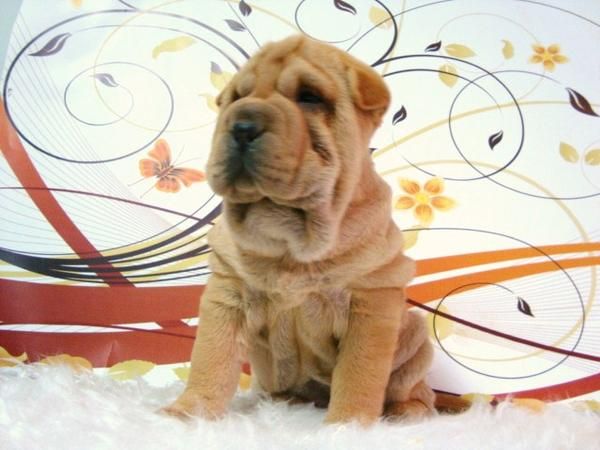 FANTASTICOS SHAR PEI CON DOS MESES DE EDAD Y PEDIGREE