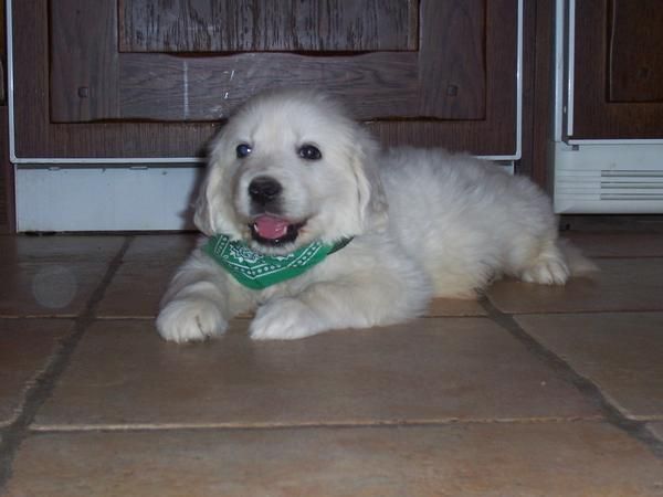 Golden Retriever con magnifico Pedigree .Economicos.