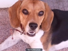 HEMBRA DE BEAGLE BUSCA NOVIO - mejor precio | unprecio.es