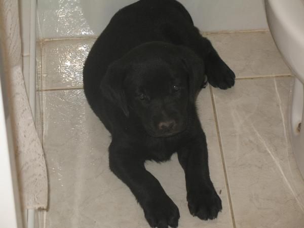 vendo cachorros labrador retriever