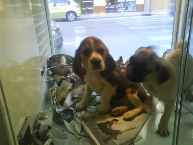 BEAGLE, 450 EUROS