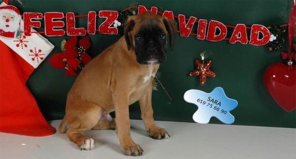 Cachorros de Boxer, ¡haz más feliz la Navidad