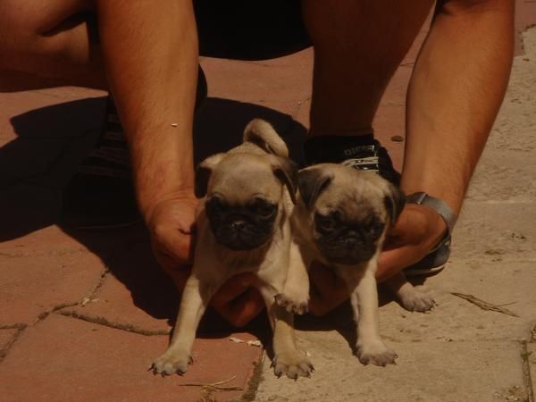 CACHORROS DE CARLINO 550