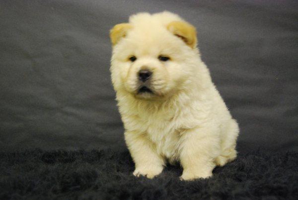 Chow Chow, Cachorros de Dos meses de edad