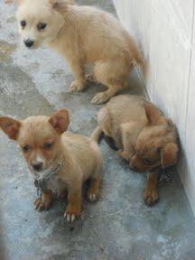 Estos cachorros estan en una perrera de Cadiz,