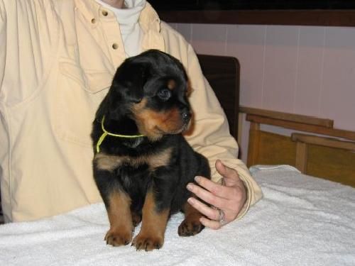 Rottweiler Hembra,excelente calidad