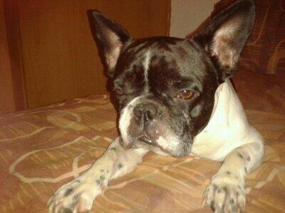 Urgente hembra cachorrita para mi macho de bull dog castrado.