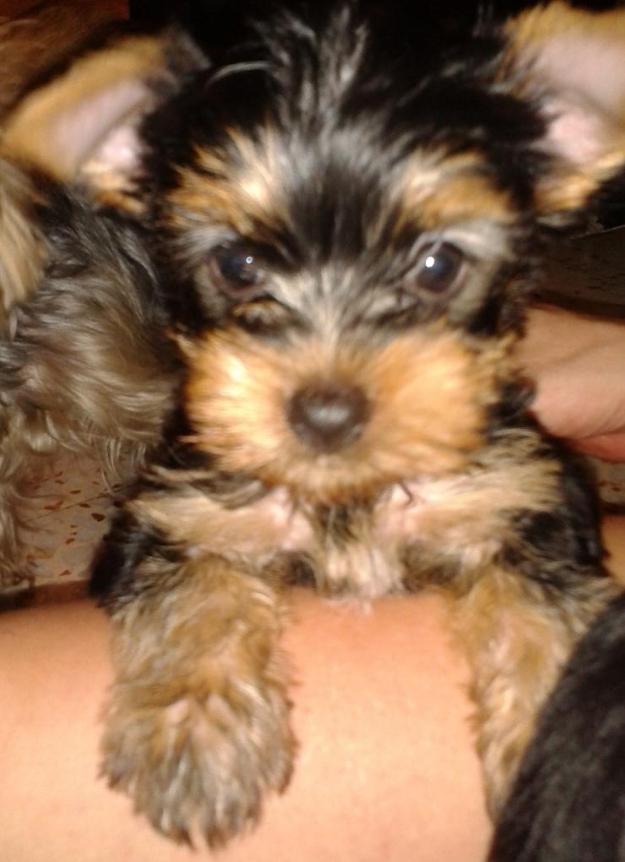 Yorkshire terrier