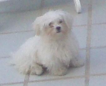 BICHON MALTES PARA MONTA