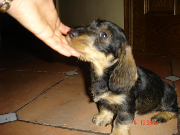 CACHORROS TECKEL