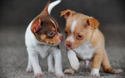 CHIHUAHUA CACHORROS LISTOS PARA AMANTES DE HOGARE