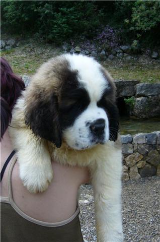 espectaculares cachorros de san bernardo