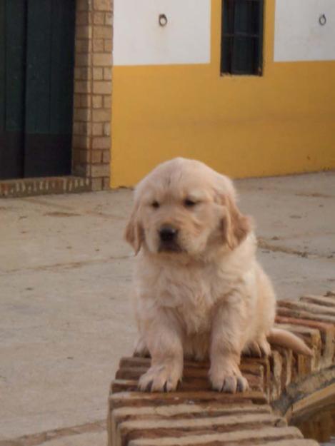 Excelentes cachorritos de golden retriever