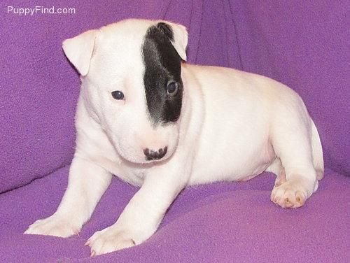 quiero un bull terrier pero  me gustaria saber si alguien regala