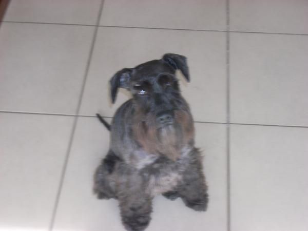 schnauzer miniatura negro de girona busca novia