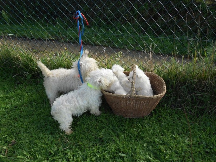 West Highland White Terriers inscritos en LOE