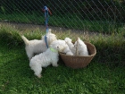 West Highland White Terriers inscritos en LOE - mejor precio | unprecio.es