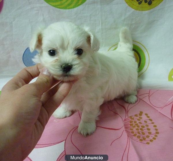 Preciosos cachorritos de Maltés