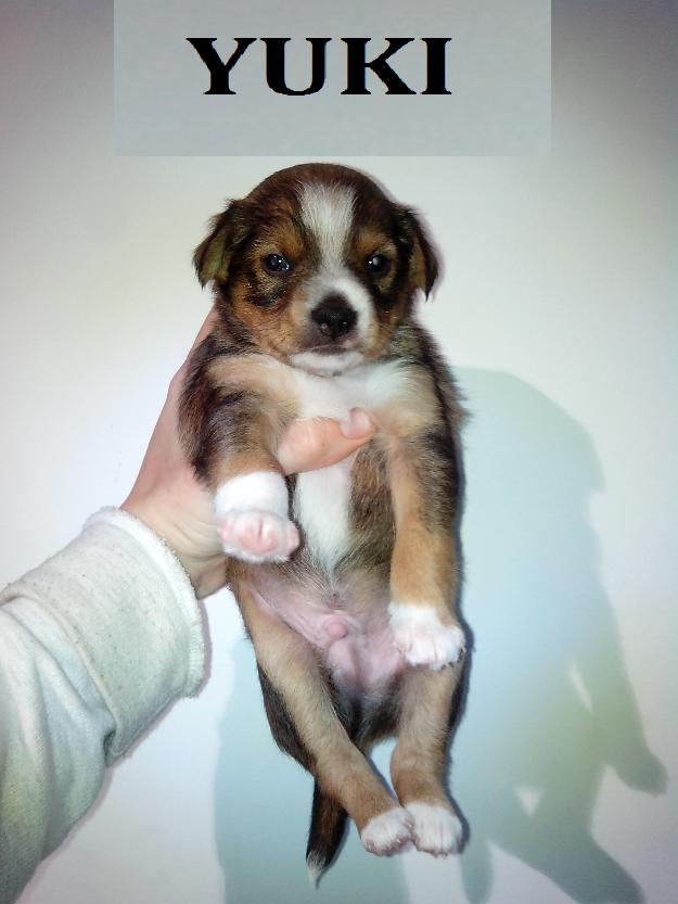 Yuki, cachorro en adopción