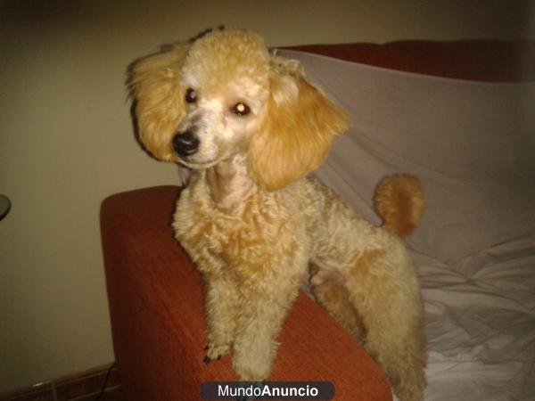 busco caniche hembra para monta