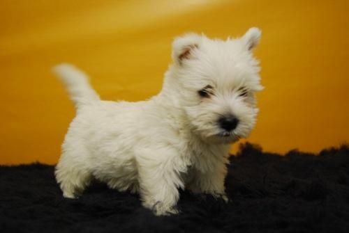 cachorretes de westy, cachorros para entregarse, alta calidad buen precio y garantias