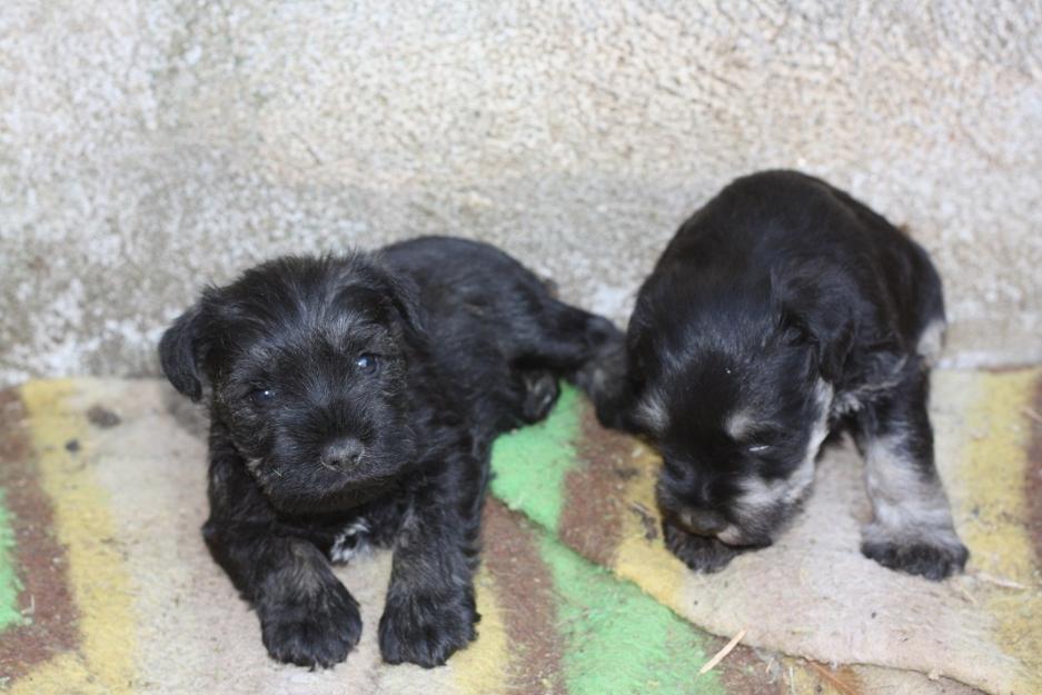 cachorritos de schnauzer miniatura