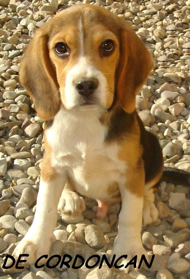 Cachorros Beagle