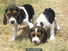 CACHORROS BEAGLE 250 € - mejor precio | unprecio.es