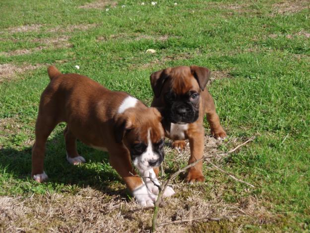 CAMADA DE BOXER