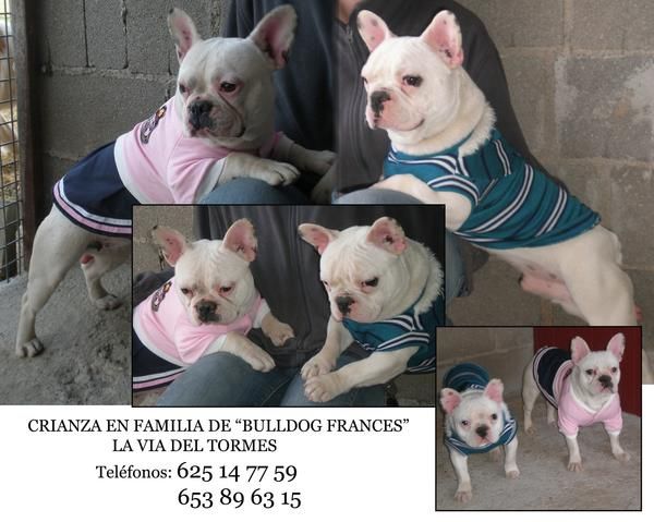 CAMADA DE BULL DOG FRANCES