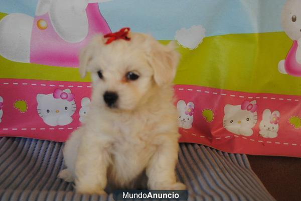 Camada disponible de bichon maltes, LOE