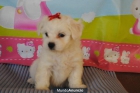 Camada disponible de bichon maltes, LOE - mejor precio | unprecio.es