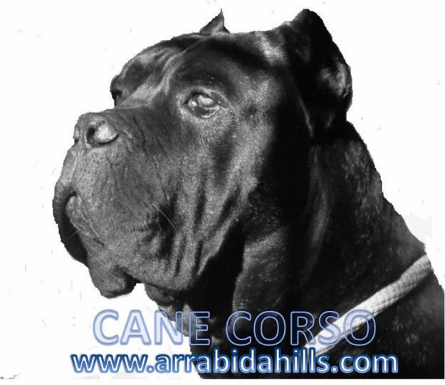 CANE CORSO - NUEVAS CAMADAS DE GRAN CALIDAD