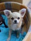 Chihuahua de pelo largo - mejor precio | unprecio.es