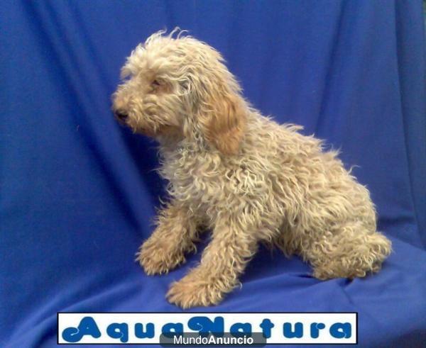 ELIGE TU CACHORRO –GARANTIA AQUANATURA- ASESORAMIENTO PROFESIONAL