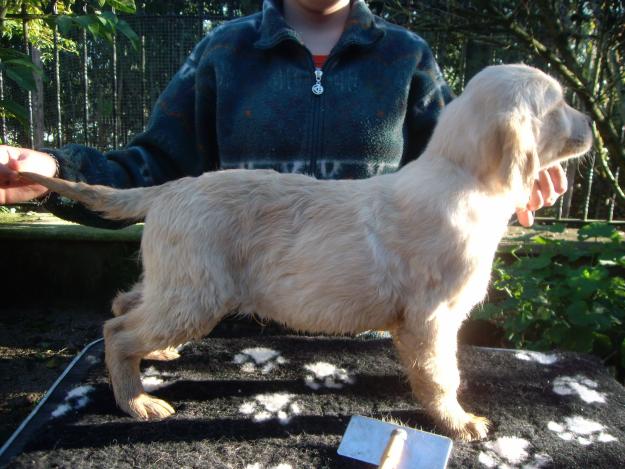 Golden Retriever Listos para entregar