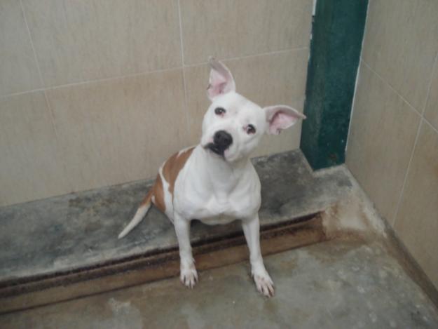 LULU  (CRUCE AMERICAN STANFFORD) EN ADOPCION