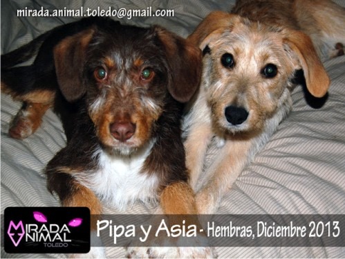 Pipa y asia cahorritas en adopcion madrid toledo