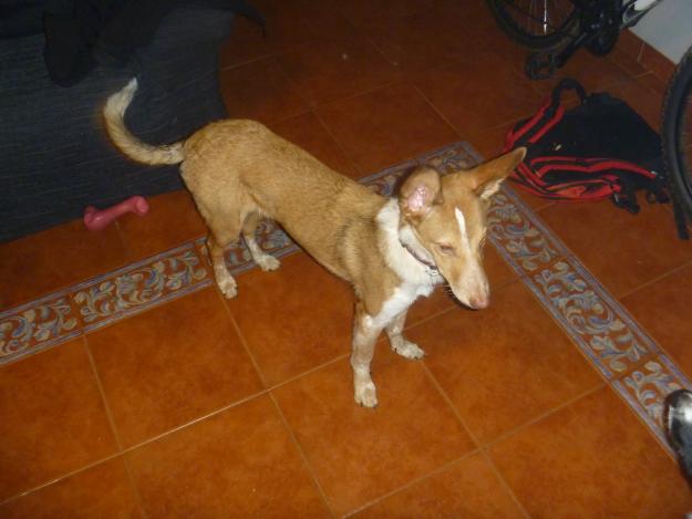 regalo cachorro de podenco de 7 meses