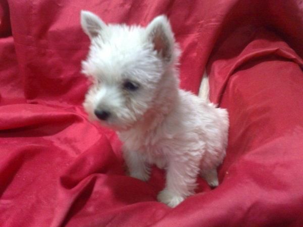 westh ingland terrier, camada de cachorritos super blancos