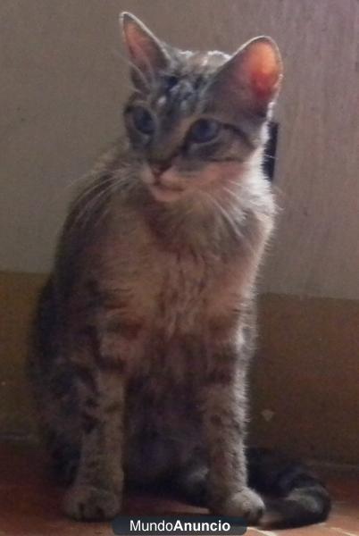 CERLER GATO EN ADOPCIÓN,  MUY CARIÑOSO, PERO ESTÁ MUY DEPRIMIDO  PORQUE LO HAN ABANDONADO