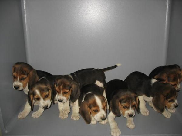 BEAGLES 250 Euros..