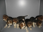 BEAGLES 250 Euros.. - mejor precio | unprecio.es