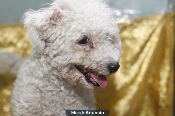 BICHON FRISE,  perros, cachorros, criadero, venta. GARANTIA AQUANATURA