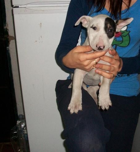 cachorritos de bullterrier