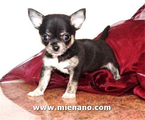 CACHORROS CHIHUAHUAS ENANOS, CON PEDIGREE, SUS VACUNAS Y DESPARASITADOS