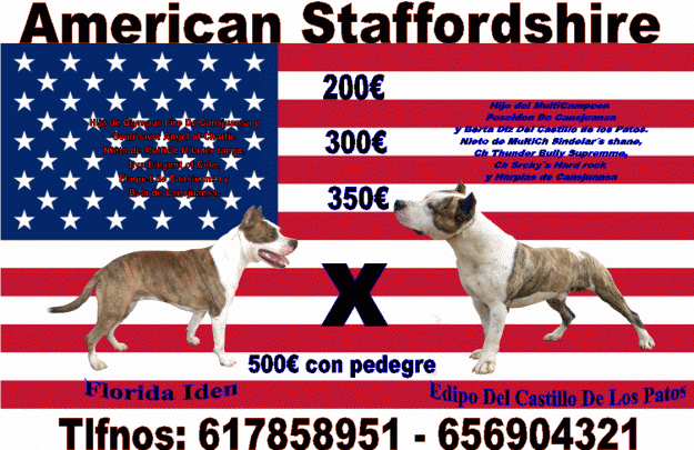 cachorros de american staffordshire